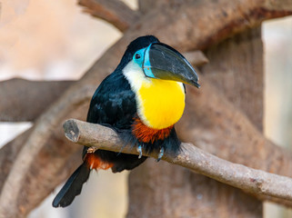 Giant beaked birds in Shanghai Safari Park