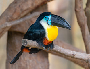 Giant beaked birds in Shanghai Safari Park