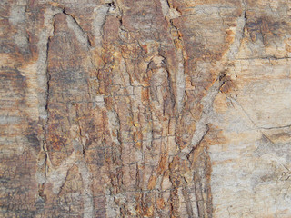 tree bark. texture texture forest background