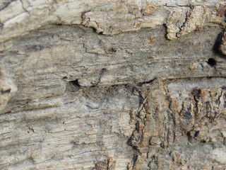 tree bark. texture texture forest background
