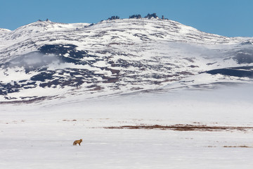 Arctic landscape with a fox on a snowy tundra against a background of rocky hills. The red fox...