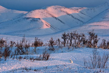 Picturesque winter landscape with a white hare sitting on the snow among the bushes. A majestic view of the tundra and mountains covered in snow. Beautiful sunset. Chukotka, Arctic Siberia, Russia. © Andrei Stepanov