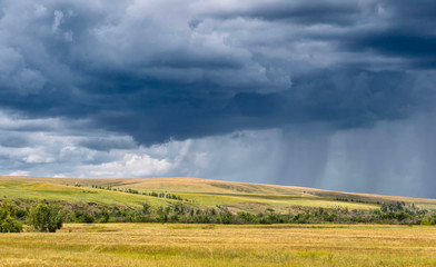 Landscape background. gray stormy sky and rain lines over yellow fields