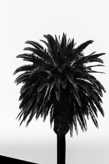 Palm Tree