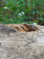 a log in the grass. bark. autumn    