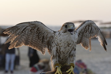 Beautiful falcon on human hand