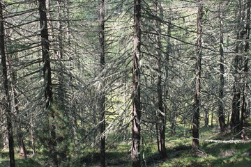 Defekt in der Waldlandschaft