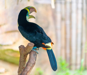 Giant beaked birds in Shanghai Safari Park
