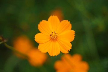 キバナコスモス