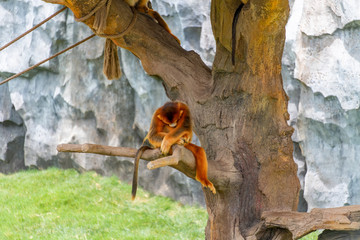 A beautiful golden monkey resting on a branch
