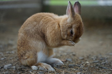 かわいいウサギ