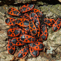  The firebug, Pyrrhocoris apterus. autumn