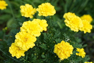 マリーゴールド