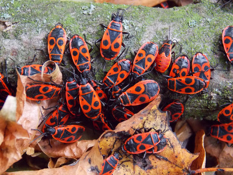  The firebug, Pyrrhocoris apterus. autumn