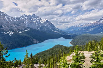 beautiful pines and turquoise water of a mountain Peyto lake against the backdrop of majestic...