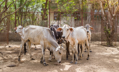 Cows at an animal rescue center