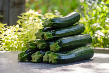 Frische Zucchini im Garten