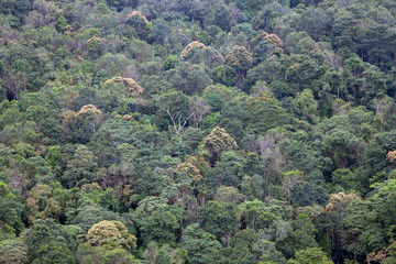 Green forest in  bird's eye view.