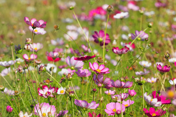 Cosmos pink and white flowers in garden, colorful field