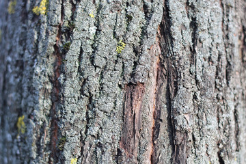 Autumn park trees bare