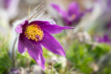 Blooming pasqueflower on a spring day.