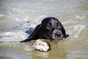 Spaniel swimming, a dog in the water having fun  © dabyg