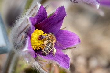 Blooming pasqueflower on a spring day.