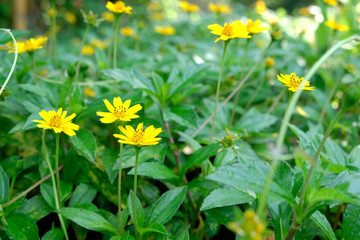 Focus on the flowers that are hidden in the fields or beside the streets and surrounded by other colorful flowers.