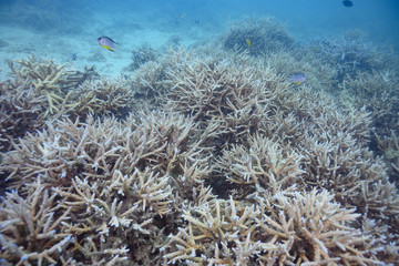 Fototapeta na wymiar 珊瑚礁