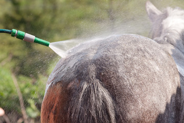 Close-up of a hose pipe being used to wash a horse on a hot summers day.