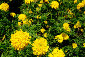 Focus on the flowers that are hidden in the fields or beside the streets and surrounded by other colorful flowers.