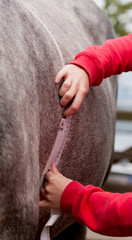 Weighing a horse with weight tape to ensure not overweight. 