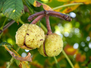 Chestnut tree, leaves, close-up