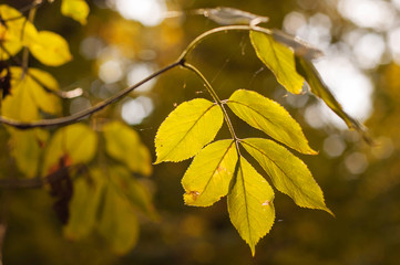 Obraz premium Branch with yellow leaves and cobwebs in the fall.