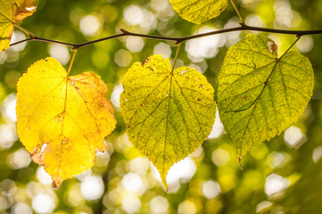 Stages of yellowing of linden leaves in the fall.