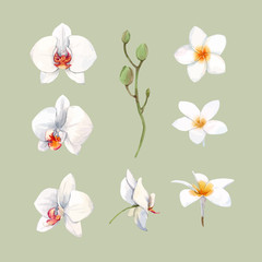 Fototapeta na wymiar Watercolor orchid flowers vector illustration
