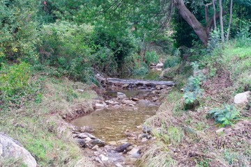 course of a stream in a forest