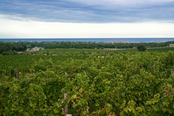 vineyards and marina under an interesting cloudscape