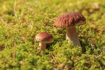 borowik szlachetny: Boletus edulis