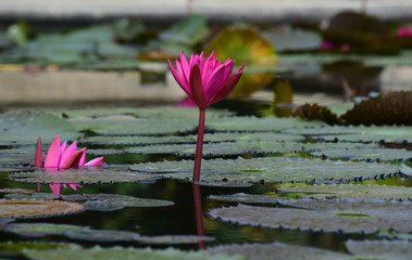 Lotus flower planted in the pond That has begun to bloom With beautiful colors And natural