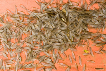 African harvester termite alates discarded wings ( Hodotermes mossambicus), Kenya, East Africa