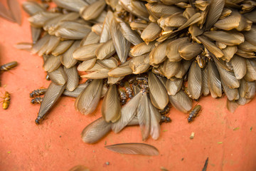 Obraz premium African harvester termite alates ( Hodotermes mossambicus) swarmers, Kenya, East Africa