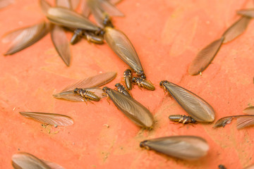 African harvester termite alates ( Hodotermes mossambicus) swarmers, Kenya, East Africa