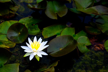 スイレンの美しさ