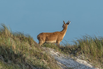 böckchen