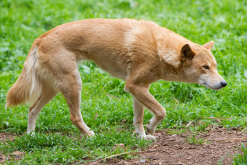 Fototapeta premium Dingo