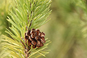 Fototapeta premium Brown cone on a pine branch on a green background