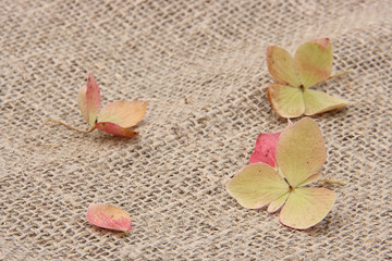 Hydrangea petals on a rough canvas