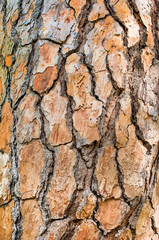 Large brown bark of a pine tree close-up
