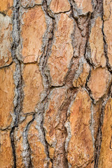 Large brown bark of a pine tree close-up